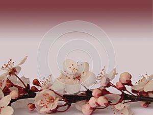 Pink sakura cherry blossom branch with dark pink gradient background