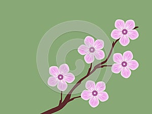 Pink sakura cherry blossom branch spring illustration green background