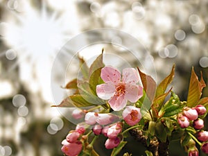 Pink sakura cherry blossom branch with sunny abstract bokeh background