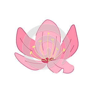 pink sakura cherry blossom cartoon vector illustration