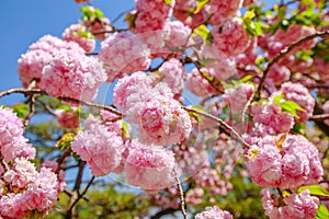 Pink Sakura Cherry Blossom