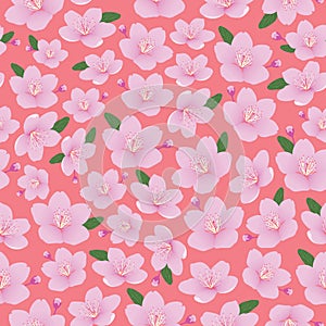 Pink sakura cherry blossom flower and green leaves with peach orange background.