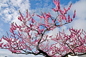 Pink sakura cherry blossom flowers in Hakone,Japan