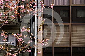 Pink sakura cherry blossom flowers in Tokyo