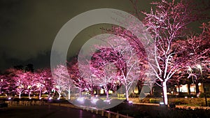 Pink sakura or cherry blossom at night in Roppongi Tokyo Midtown