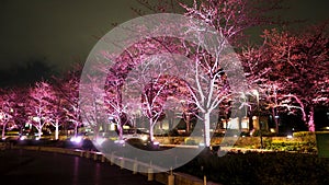 Pink sakura or cherry blossom at night in Roppongi Tokyo Midtown