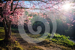 Pink sakura cherry blossom on Phu Lom Lo mountain, Phitsanulok and Loei Province, Thailan