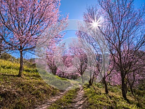 Pink sakura cherry blossom on Phu Lom Lo mountain, Phitsanulok and Loei Province, Thailand