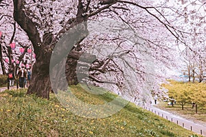 Pink sakura cherry blossom tree in Gongendo park Satte City Saitama Japan in spring season