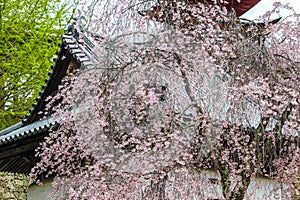 Pink sakura, cherry blossom tree with Japanese temple