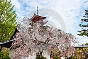 Pink sakura, cherry blossom tree with Japanese temple