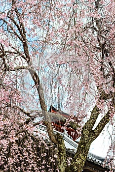 Pink sakura, cherry blossom tree with Japanese temple