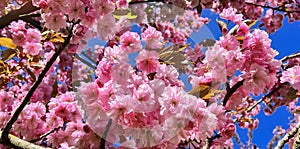 Pink sakura cherry blossoms branch in spring season on blue sky background.