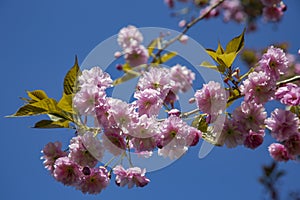Pink sakura cherry blossoms branch in spring season in Japan.
