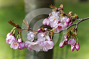 Pink sakura cherry blossoms branch in spring season in Japan.