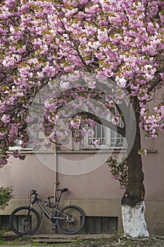 Pink sakura cherry tree in Uzhgorod