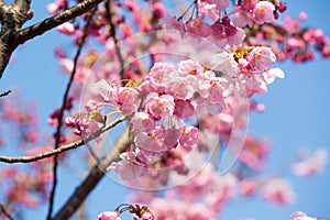 Pink sakura flower