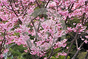 Pink sakura flower