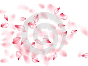 Pink sakura flower flying petals isolated on white vector background.