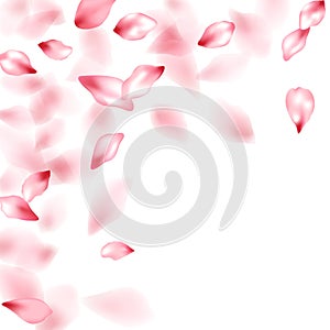 Pink sakura flower flying petals isolated on white vector background.