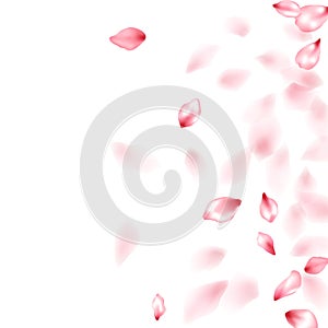 Pink sakura flower flying petals isolated on white vector background.