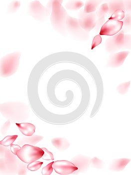 Pink sakura flower flying petals isolated on white vector background.