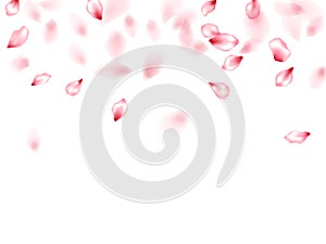 Pink sakura flower flying petals isolated on white vector background.