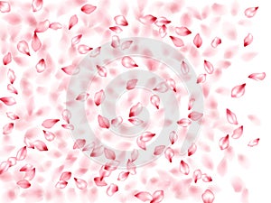 Pink sakura flower flying petals isolated on white vector background
