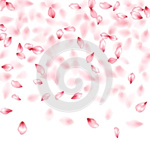 Pink sakura flower flying petals isolated on white vector background.