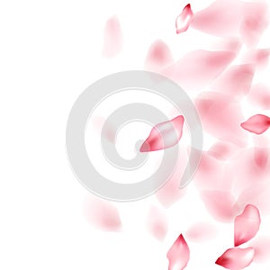 Pink sakura flower flying petals isolated on white vector background