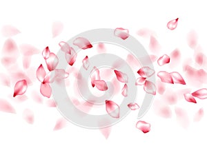 Pink sakura flower flying petals isolated on white vector background