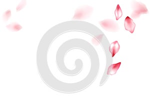 Pink sakura flower flying petals isolated on white vector background