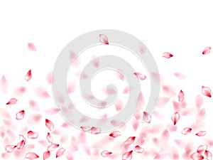 Pink sakura flower flying petals isolated on white vector background.