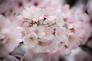 Pink Sakura Flowers