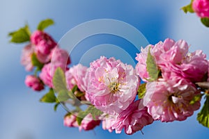 Pink sakura flowers