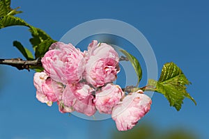 Pink Sakura flowers