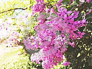 Pink sakura flowers, beautiful Cherry Blossom in nature with blurry background