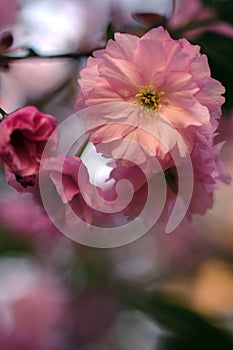 Pink sakura flowers bloom in spring