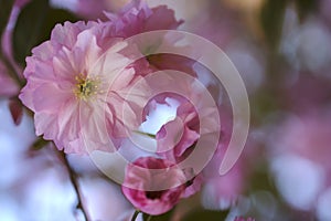 Pink sakura flowers bloom in spring