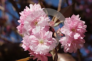 Pink Sakura flowers blooming. Beautiful Cherry tree blossom in springtime close-up