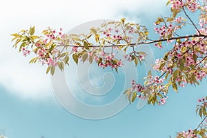 Pink Sakura Flowers is Blossoming in Spring Season, Beautiful Blooming Cherry Against Blue Sky Background. Natural Purity of