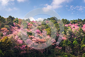 Pink Sakura Flowers is Blossoming in Spring Season, Beautiful Blooming Cherry Against Blue Sky Background. Natural Purity of