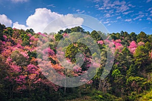 Pink Sakura Flowers is Blossoming in Spring Season, Beautiful Blooming Cherry Against Blue Sky Background. Natural Purity of