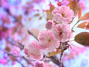 Pink Sakura Flowers on the Blue Sky Background