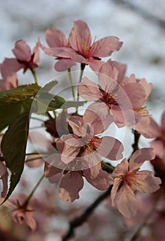 pink sakura flowers on a blue sky background, sakura branches, beautiful, delicate petals, spring, nature