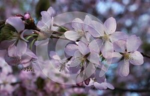 pink sakura flowers on a blue sky background, sakura branches, beautiful, delicate petals, spring, nature