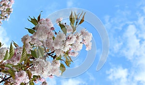 pink sakura flowers on a blue sky background, sakura branches, beautiful, delicate petals, spring, nature