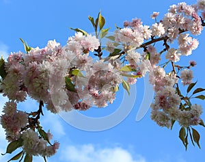 pink sakura flowers on a blue sky background, sakura branches, beautiful, delicate petals, spring, nature