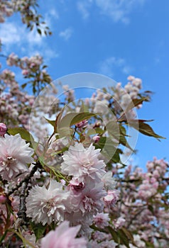 pink sakura flowers on a blue sky background, sakura branches, beautiful, delicate petals, spring, nature