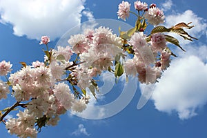 pink sakura flowers on a blue sky background, sakura branches, beautiful, delicate petals, spring, nature